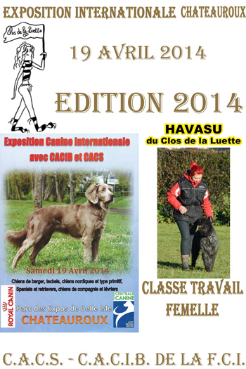 HAVASU du Clos de la Luette © Elevage de Bouvier des Flandres du Clos de la Luette Copyright